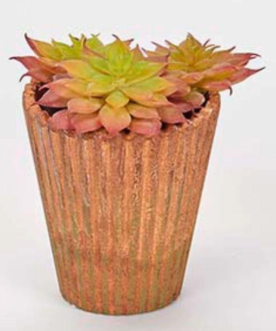 3.5" Potted Hen & Chicks Succulent