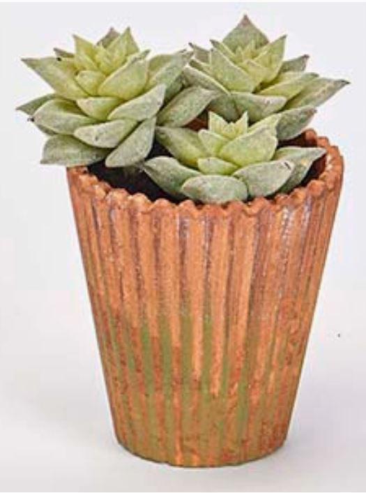 3.5" Potted Hen & Chicks Succulent