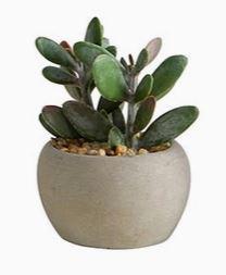 Succulent in Cement Pot