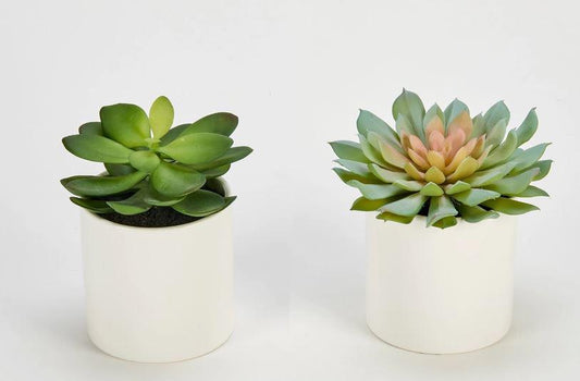 Artificial Succulents in 3.75" Diameter White Ceramic Pot
