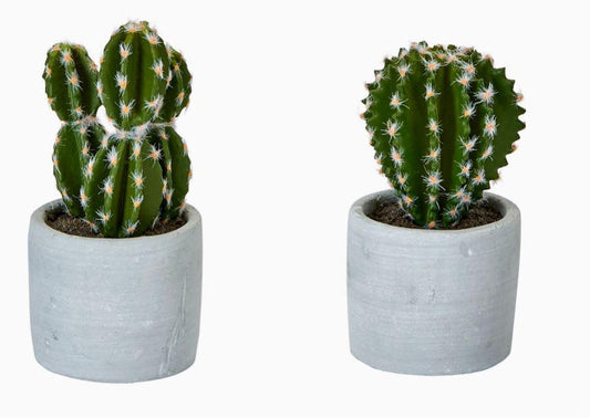 5" Cactus in Ceramic Pot
