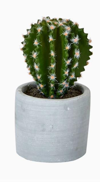 5" Cactus in Ceramic Pot