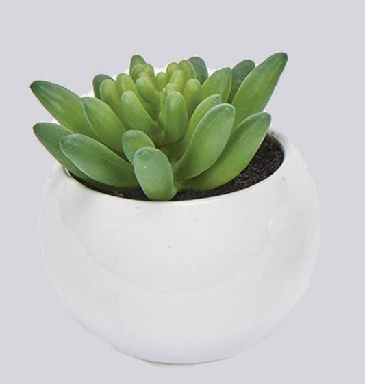 2.75" Cactus in Ceramic Pot