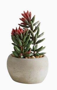 Succulent in Cement Pot