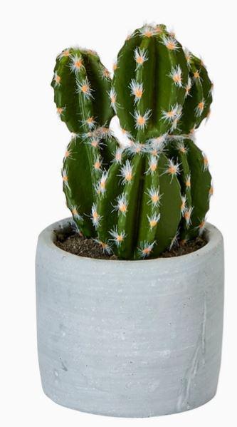 5" Cactus in Ceramic Pot