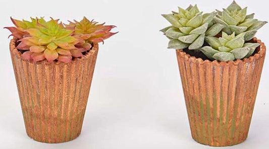 3.5" Potted Hen & Chicks Succulent