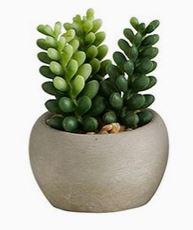 Succulent in Cement Pot